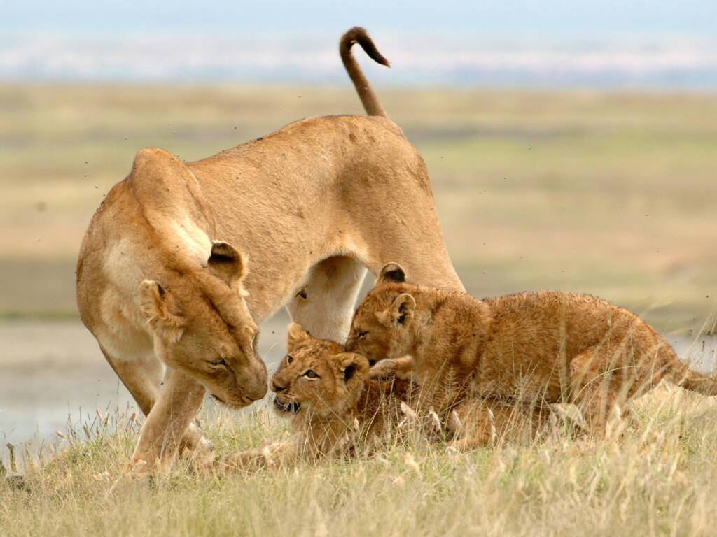 Lioness with her cubs in Ngorongoro Crater, showcasing one of the Big Five in luxury African safari 2025 & 2026.