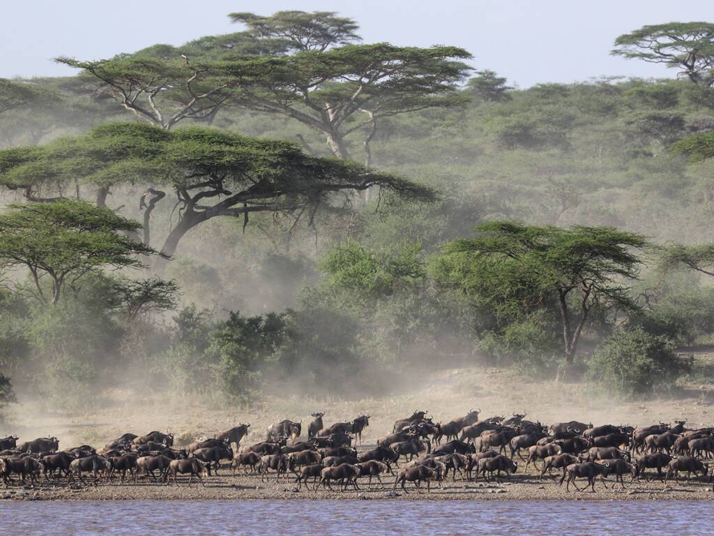 Wildebeest migrating through the Ngorongoro Conservation Area, amidst lush acacia trees.