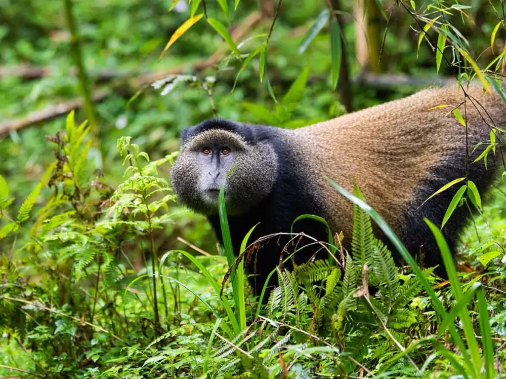 Golden monkey in Rwanda’s Volcanoes National Park, a rare primate species seen during luxury gorilla trekking safaris in Rwanda. 