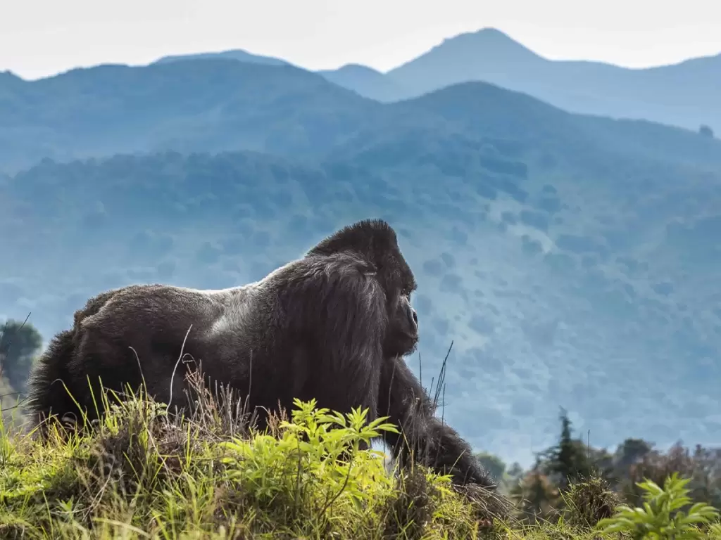 Mountain gorilla in Nyungwe National Park during a luxury Rwanda gorilla trekking safari 2025 – 2026.