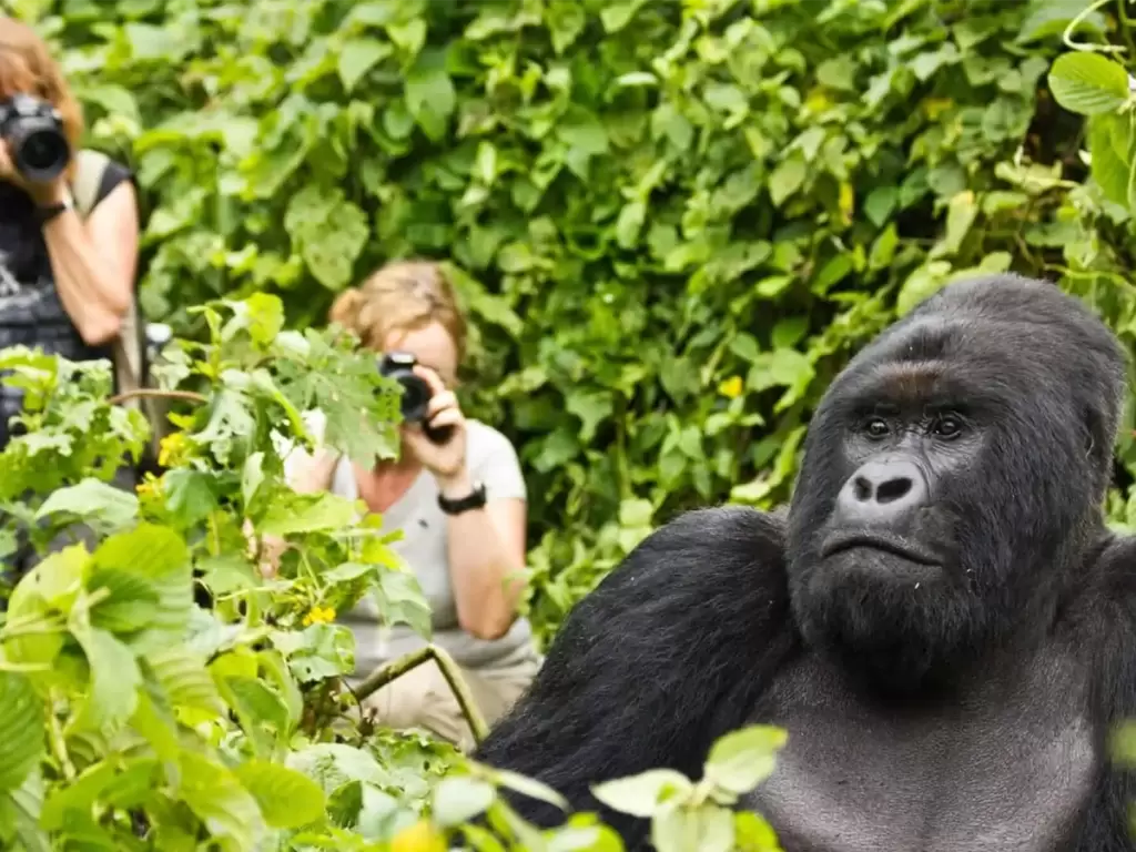 Tourists photographing a mountain gorilla during a gorilla trekking tour in Volcanoes National Park, Rwanda 2025 & 2026.