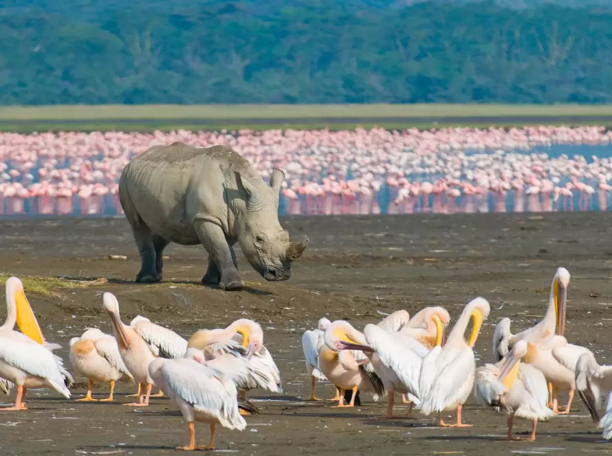 Wild Kenya: A 7-Day Classic African Safari