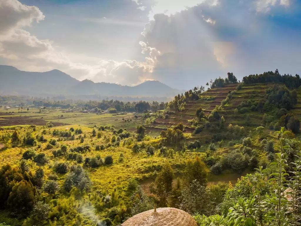 Lush terraced hills near Volcanoes National Park, Rwanda, a backdrop for luxury gorilla trekking safaris 2025/26.