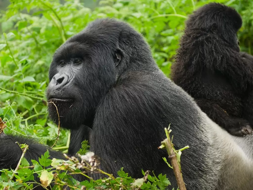 Silverback mountain gorillas surrounded by lush foliage during a luxury gorilla trekking tour in Rwanda 2025 – 2026.