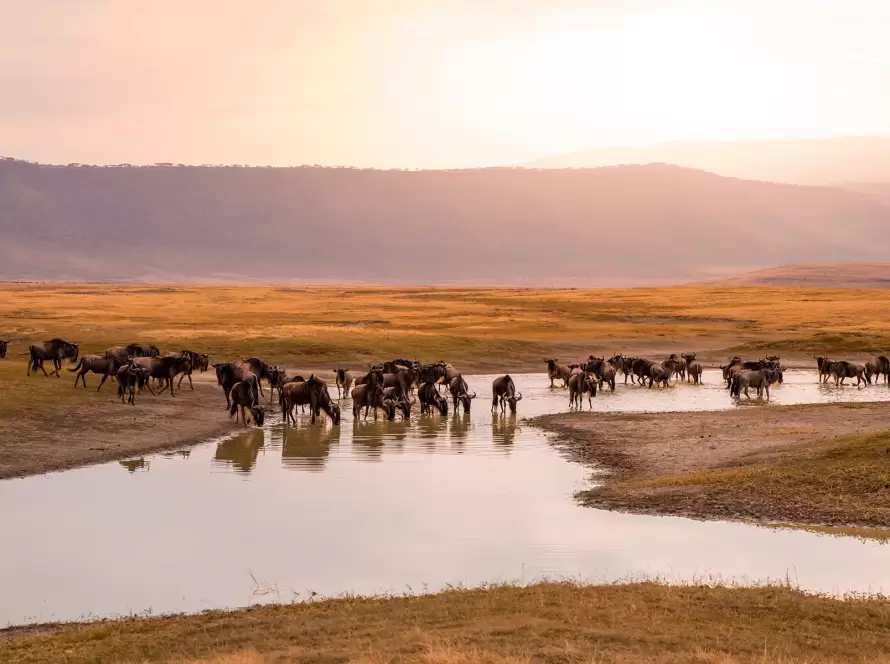 Tanzania’s Big Five: Luxury Safari for Savannah Lovers