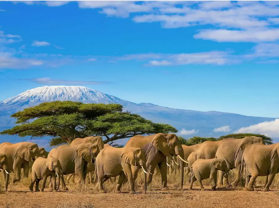 The Grand Tanzania Safari Sojourn