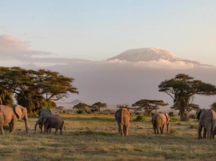The Great Kenya Safari Expedition