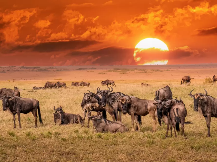 Timeless Tanzania: Best Value Safari Trails