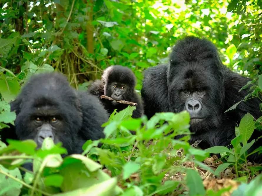 Volcanoes Voyage: Luxury Rwanda Gorilla Trekking Experience