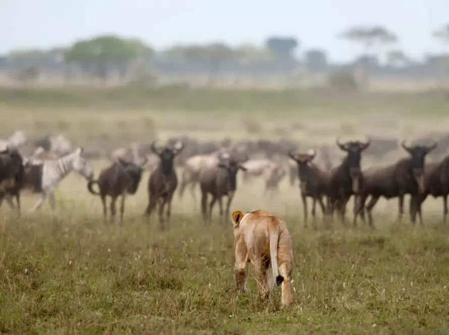 The Great Value Tanzania Wildlife Adventure