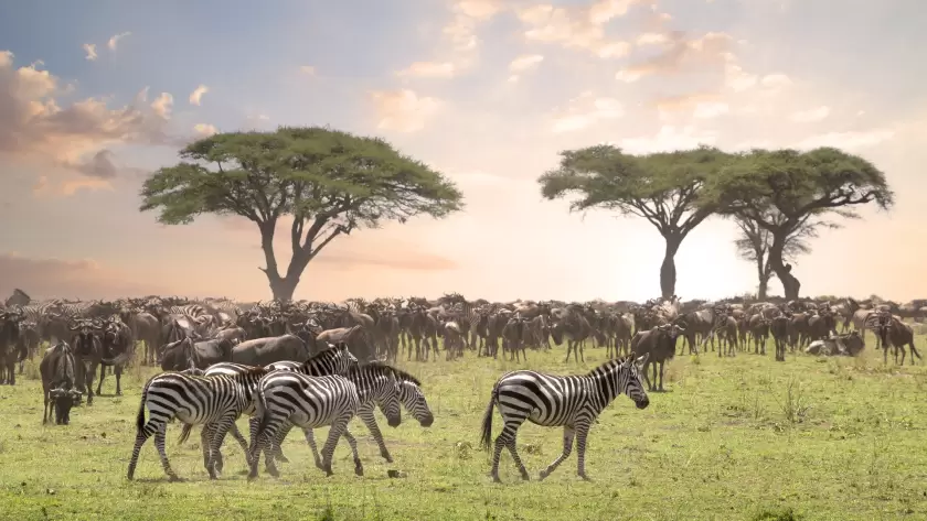 Herd of wildebeest and zebras grazing on the lush green plains of Kenya’s Maasai Mara under an expansive sky with acacia trees silhouetted at sunrise.