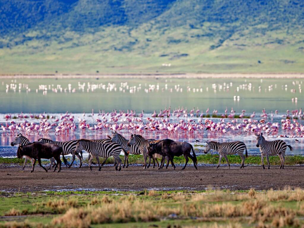Zebras and wildebeest herds crossing the Ngorongoro Crater floor with flamingos gathered at Lake Magadi.