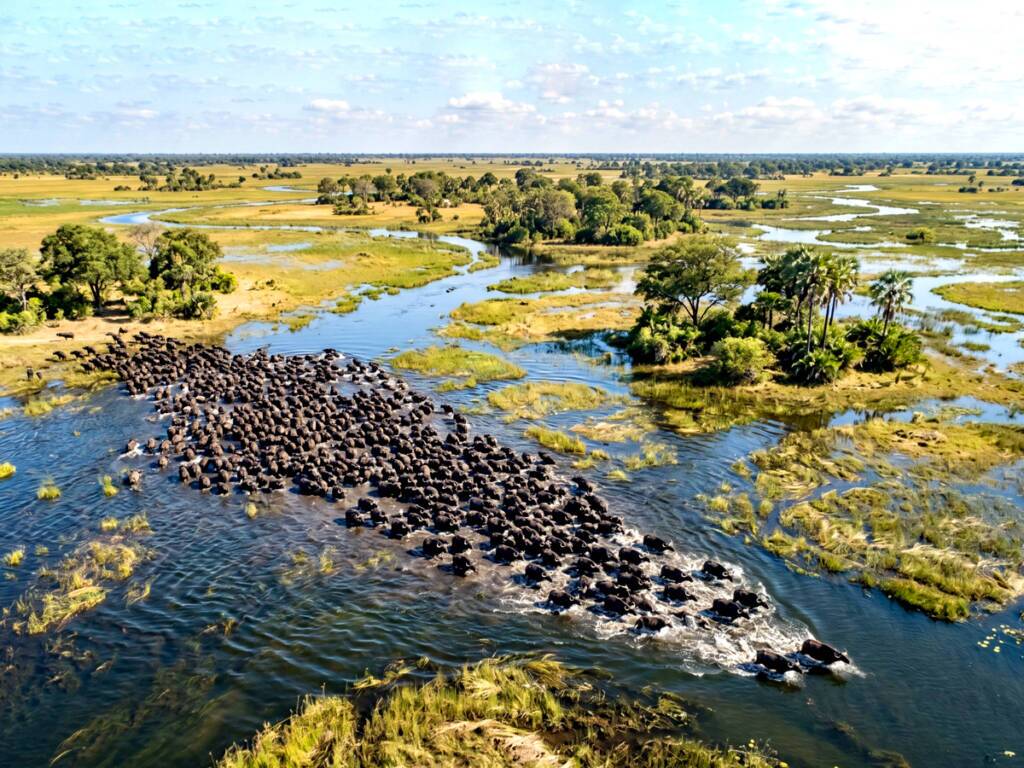 Herd of African buffalo crossing waterways in Botswana’s Okavango Delta.