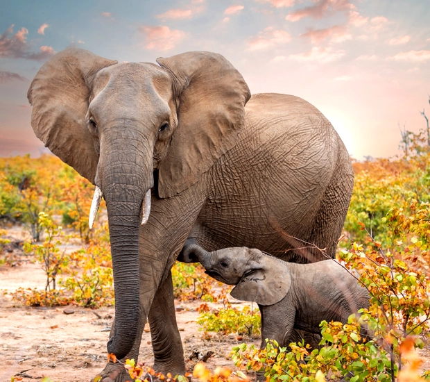 African elephant mother with her calf in a vibrant savannah landscape at sunrise, surrounded by autumn-colored foliage.