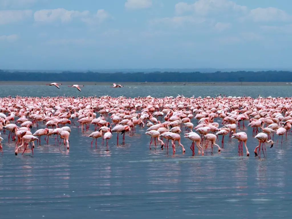 Flamingos on Lake Nakuru, Kenya’s top attractions 2025 / 2026.