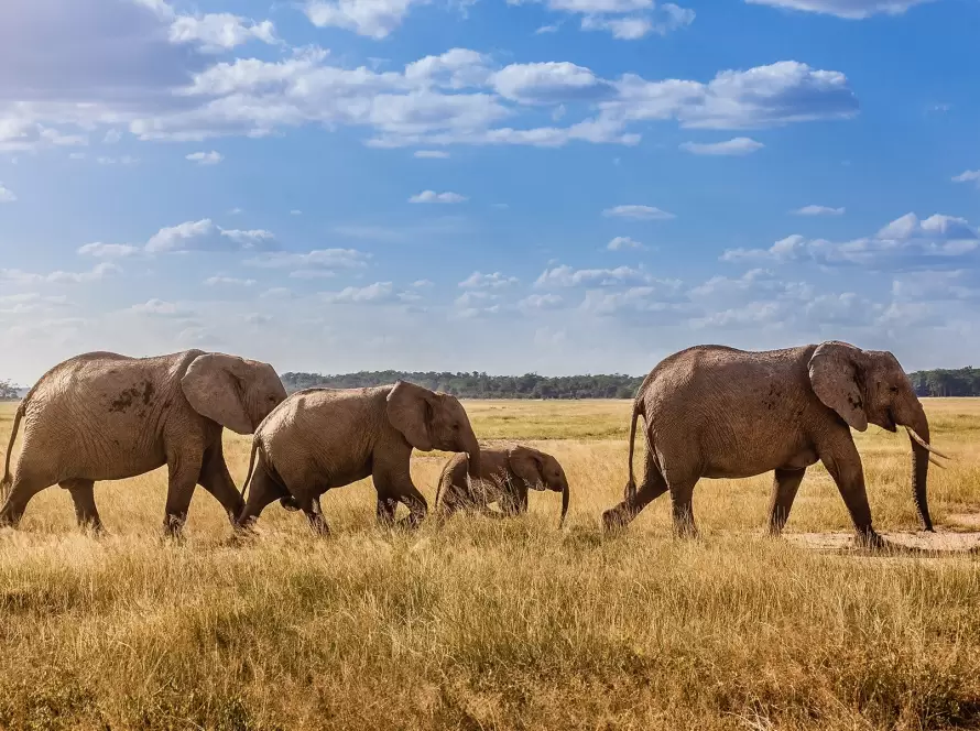 Tanzania’s Untouched South: Luxury from Wildlife to White Sands 