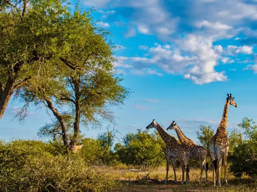 Exclusive South Africa: Johannesburg & Kruger Safari