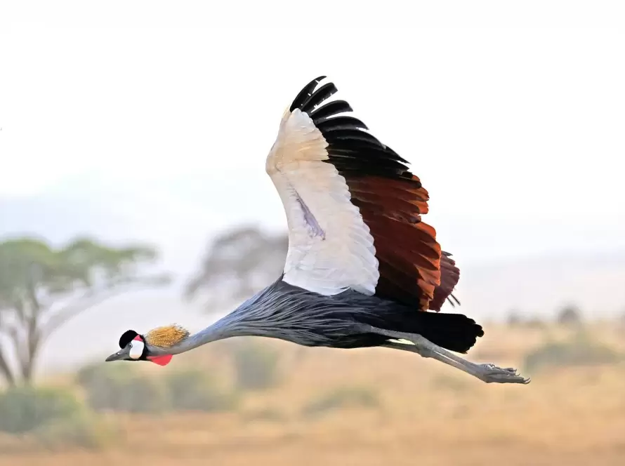 Tanzania Great Migration: Private-Guided Driving Safari
