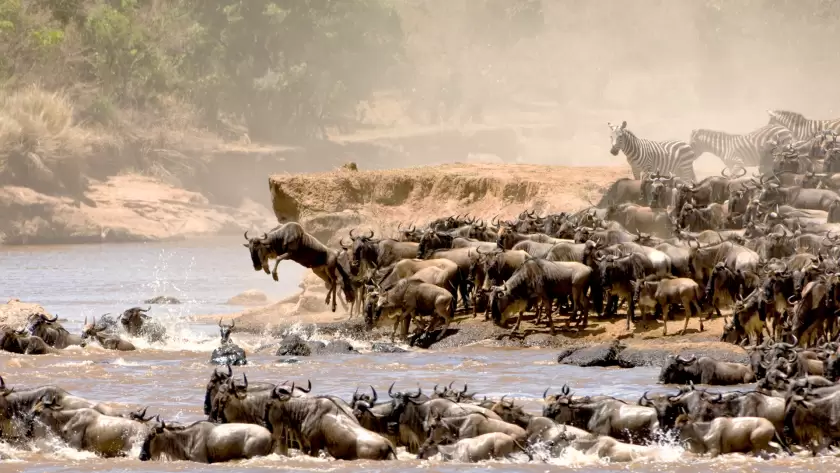 Herd of wildebeest crossing the Mara River in Tanzania’s Serengeti National Park during the Great Migration, set against a dusty, earthy-toned landscape.