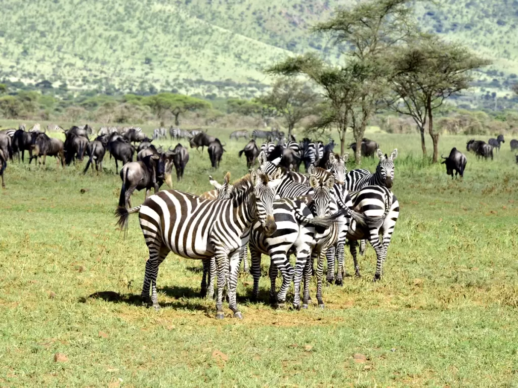 Herd of zebras and wildebeest grazing green plains under acacia trees in Serengeti National Park. 