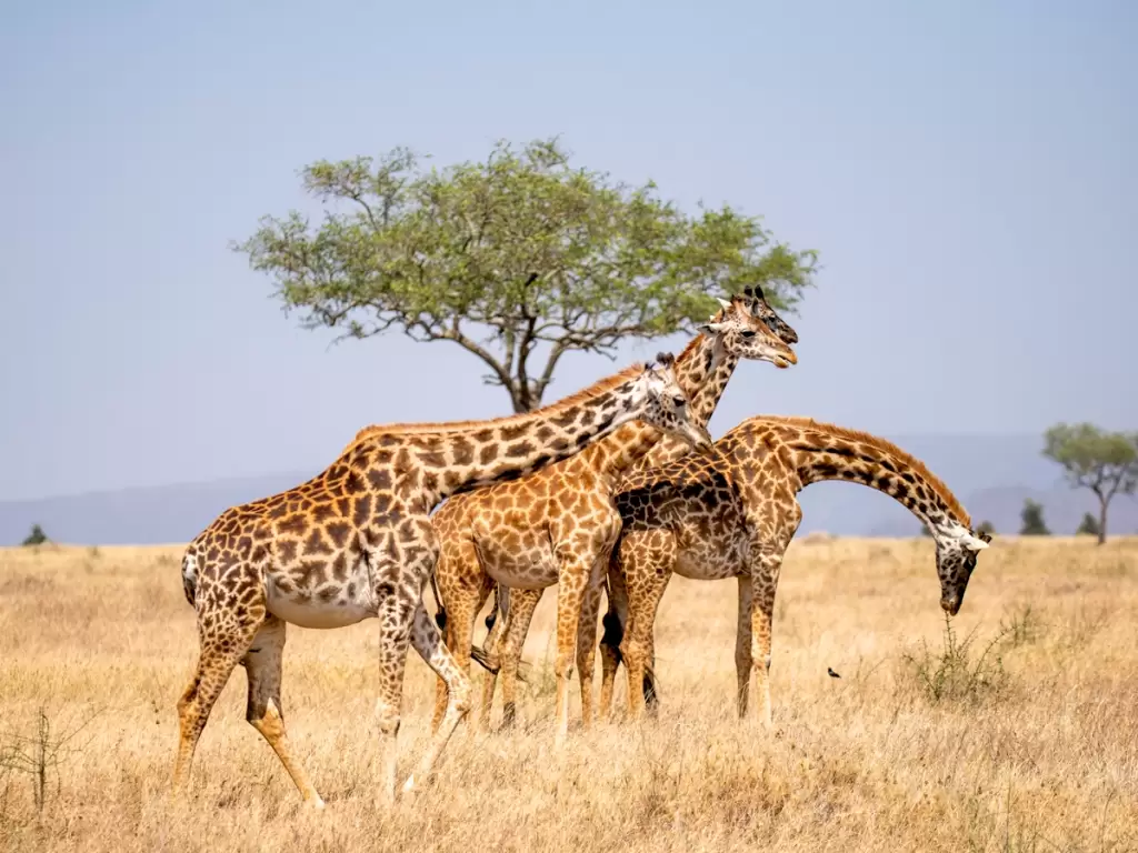 Three beautiful giraffes under an acacia tree and clear sky grazing Serengeti’s golden savannah in Tanzania, Africa.  