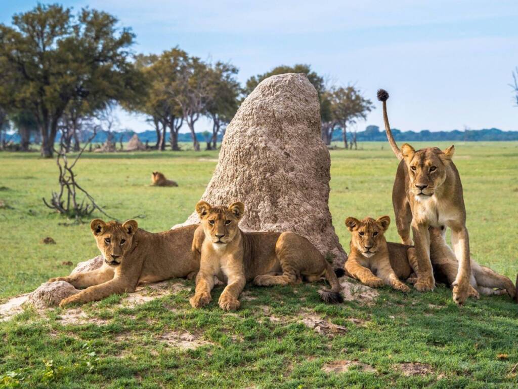 A pride of lions resting in the African savannah during a luxury Zimbabwe safari 2025-26. 