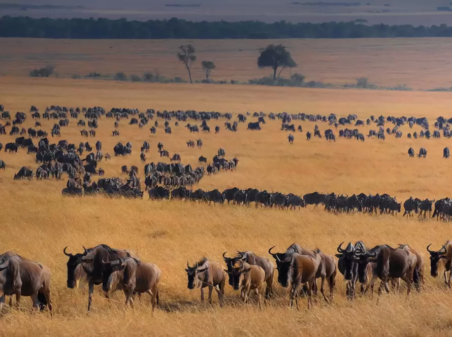 Luxury Kenya-Tanzania Great Migration