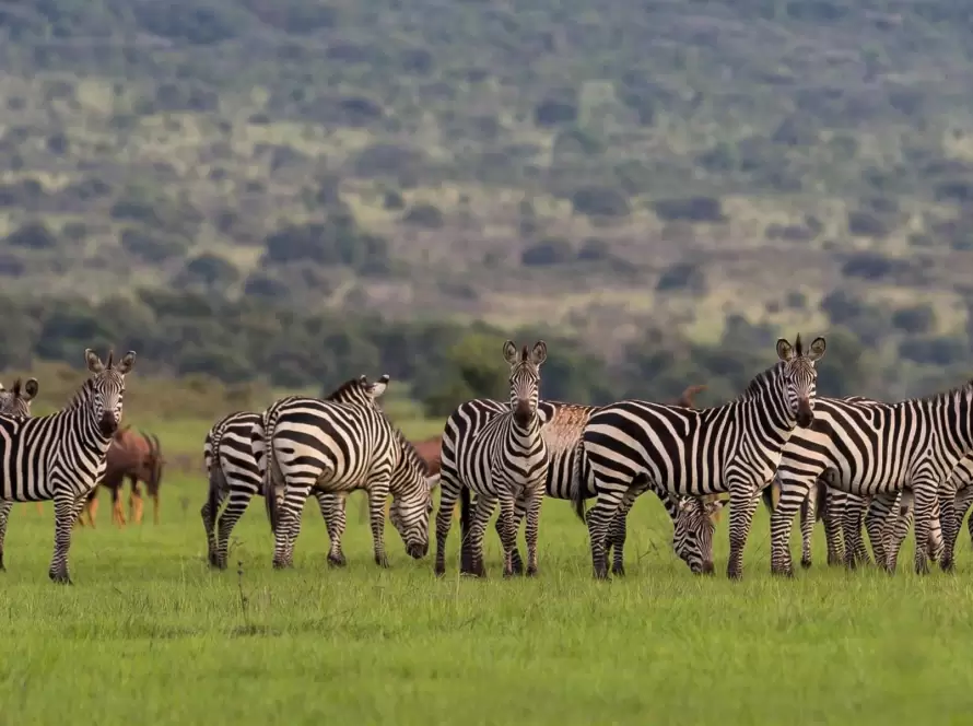 Luxury Rwanda: Gorillas, Chimps & Big Five Safari
