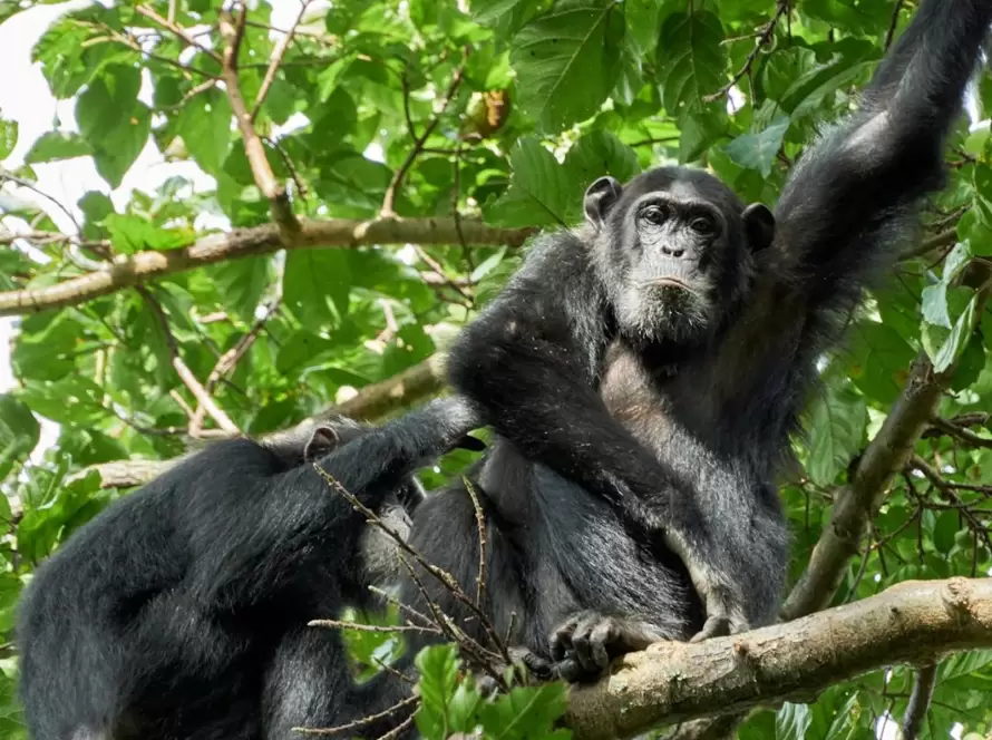 Uganda’s Wild Heart: Gorilla Encounters in Bwindi