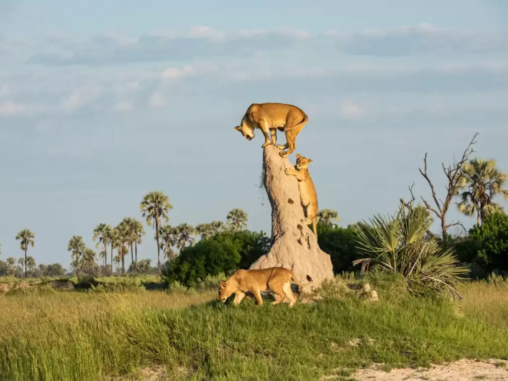Three lionesses, climbing and resting on a tall termite mound in the African savannah, spotted during a luxury African safari.
