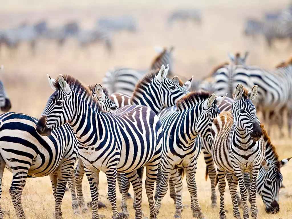 Close-up of a herd of zebras with black and white stripes standing together, grazing on the dry grasslands of Africa during the Great Migration in Kenya's Maasai Mara National Reserve - a wildlife scene. 