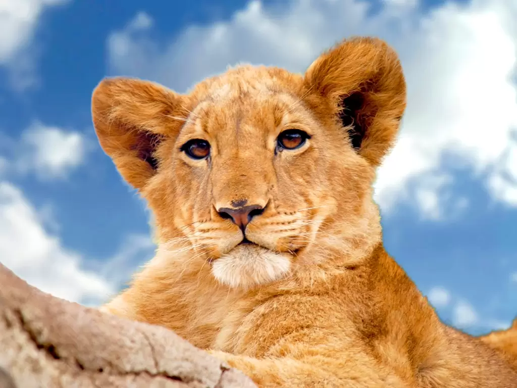 A lion cub relaxing in Kruger safari park in Mpumalanga, South Africa 2025-2026
