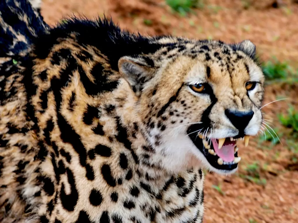 An African cheetah spotted during Kruger safari tour in Mpumalanga, South Africa.