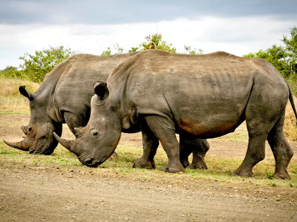 Two rhinos grazing in South African savannah in Kruger park 2025-2026.