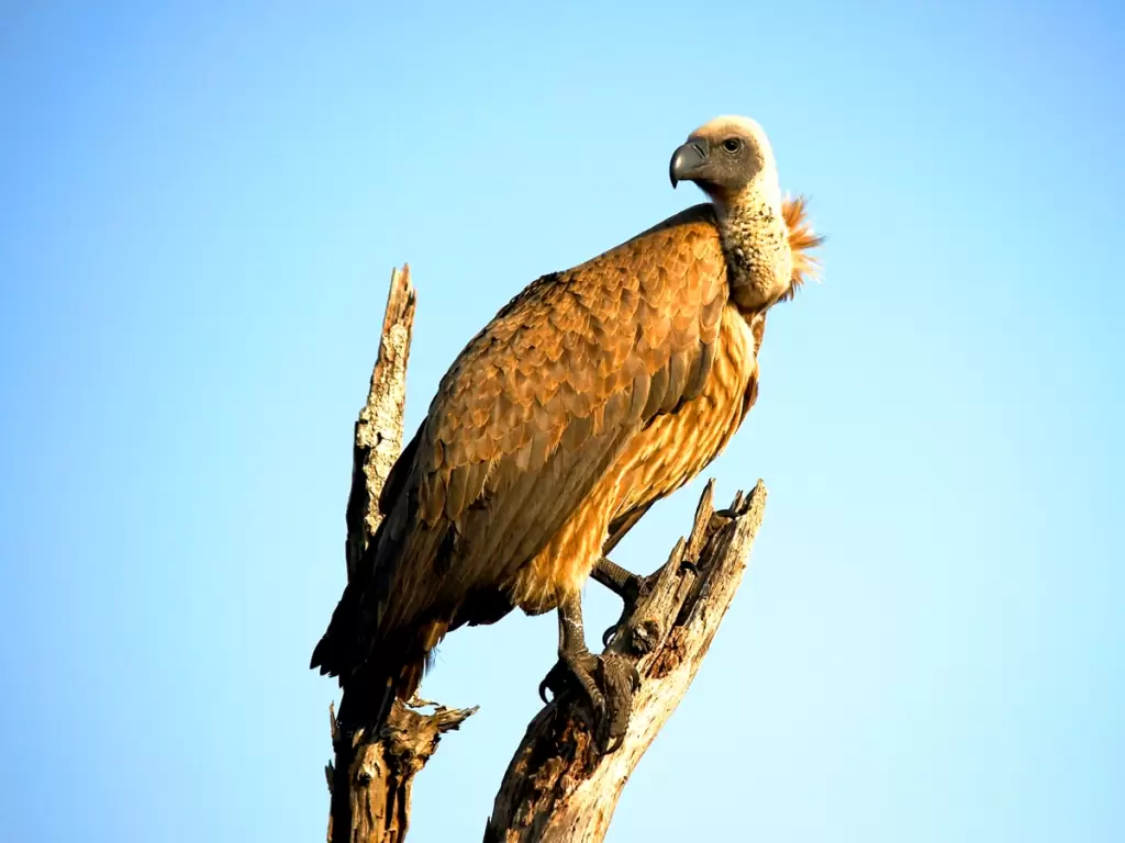 An African vulture in Kruger Park, 
Limpopo Province, South Africa.