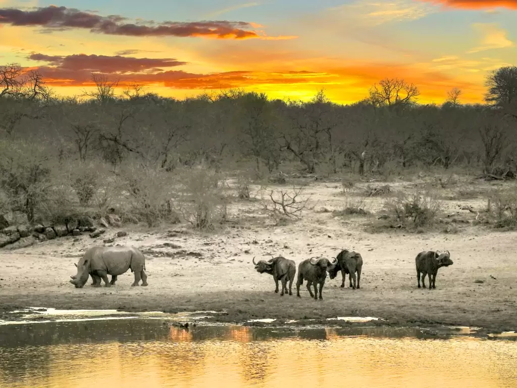 Sunset over Kruger National Park with rhinos and buffalo near a watering hole, showcasing Kruger wildlife.