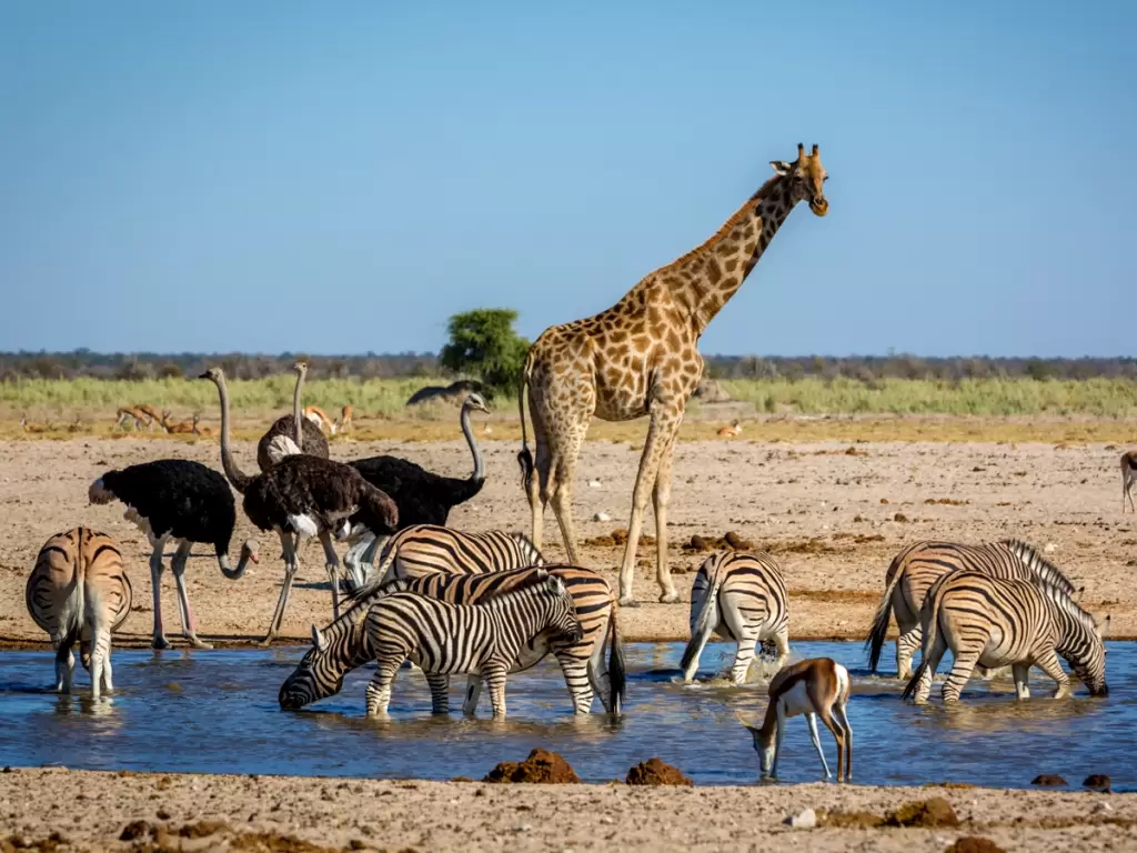 A giraffe, zebras, ostriches, and antelopes at a watering hole in Etosha National Park, Namibia 2025 / 2026.
