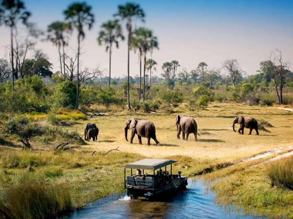 A safari vehicle in Botswana’s Okavango Delta with an elephant herd. 