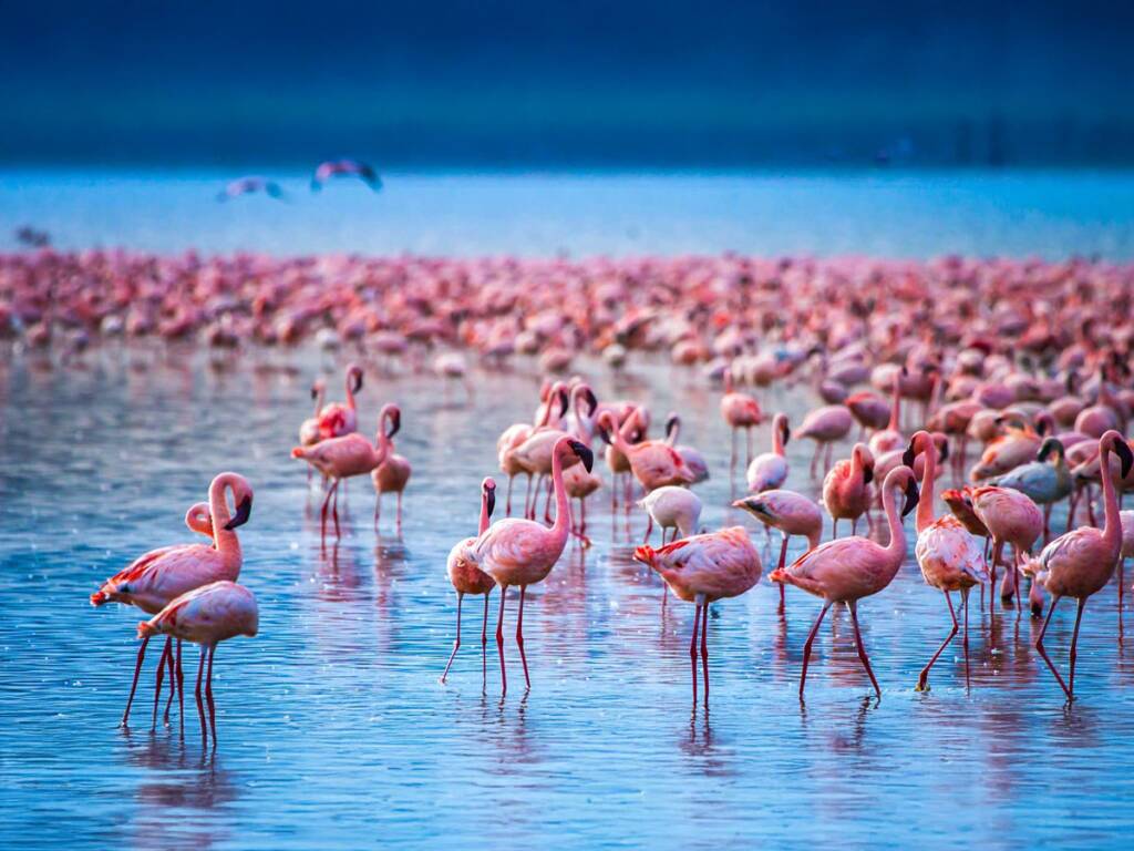 A flock of flamingos in Tanzania’s Lake Manyara National Park 2025 – 2026.  Tanzanian lake, creating a stunning pink spectacle.