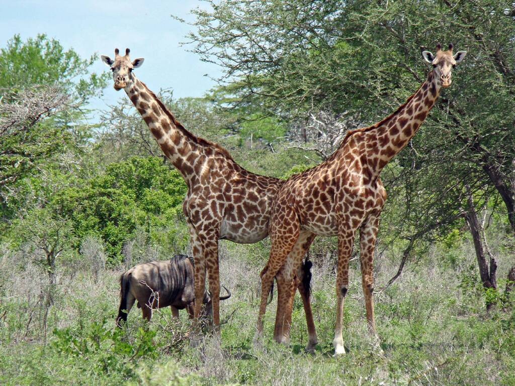 Two giraffes with a wildebeest in Tanzania’s Selous Game Reserve (Nyerere National Park) 2025 – 2026. 
