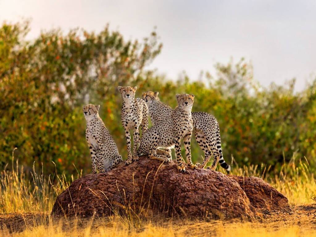 A group of cheetahs in the golden savannah of Serengeti National Park 2025 – 2026. 