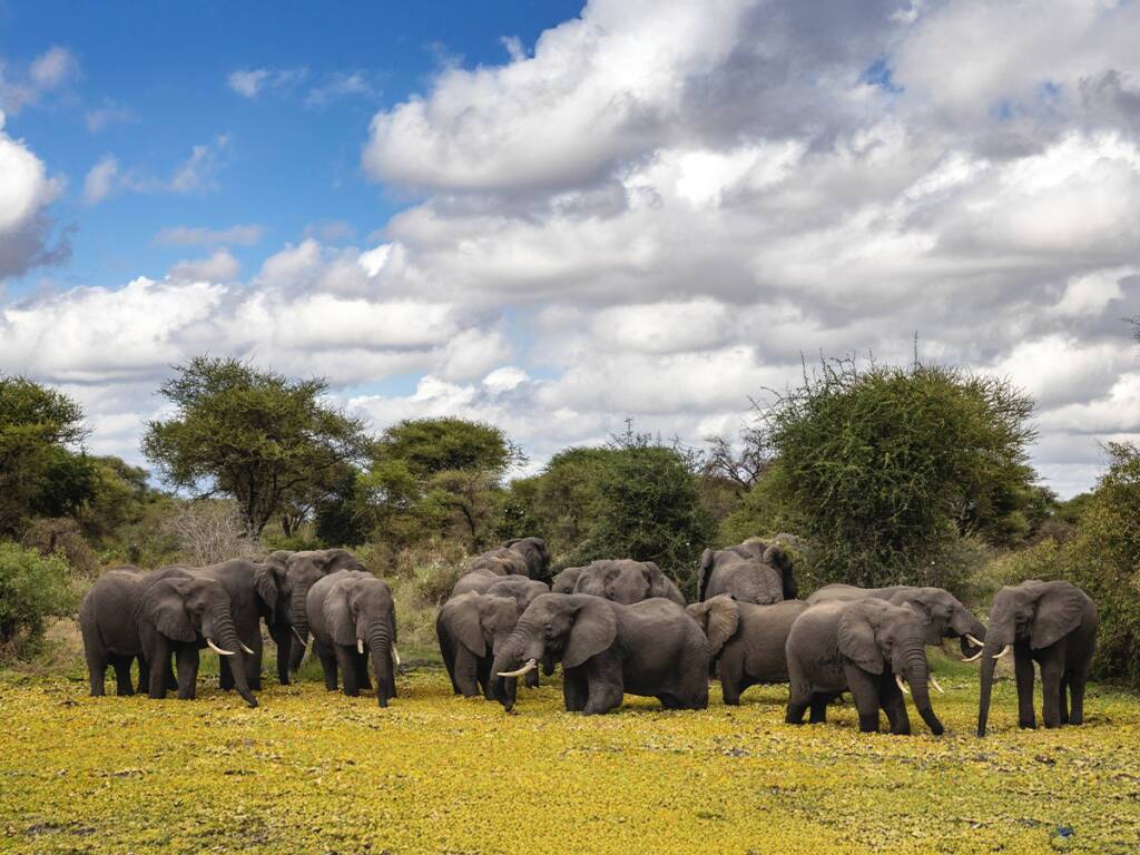 A herd of elephants grazing in Tanzania’s Tarangire National Park 2025-2026.