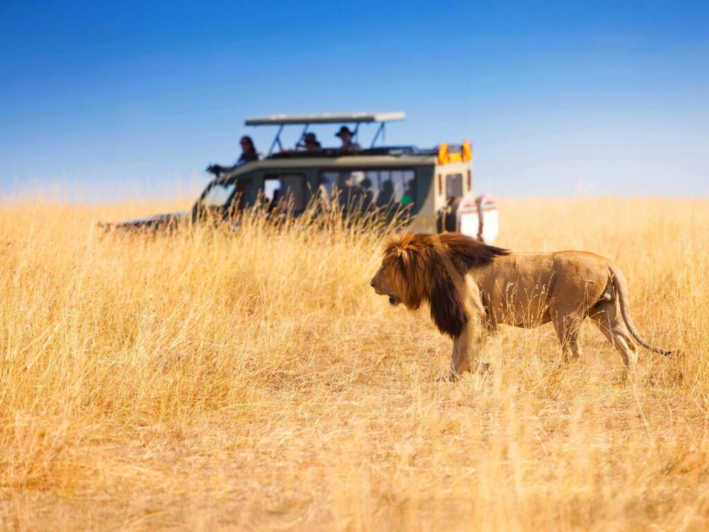 A lion spotted by safari travelers in Tanzania’s Serengeti National Park.