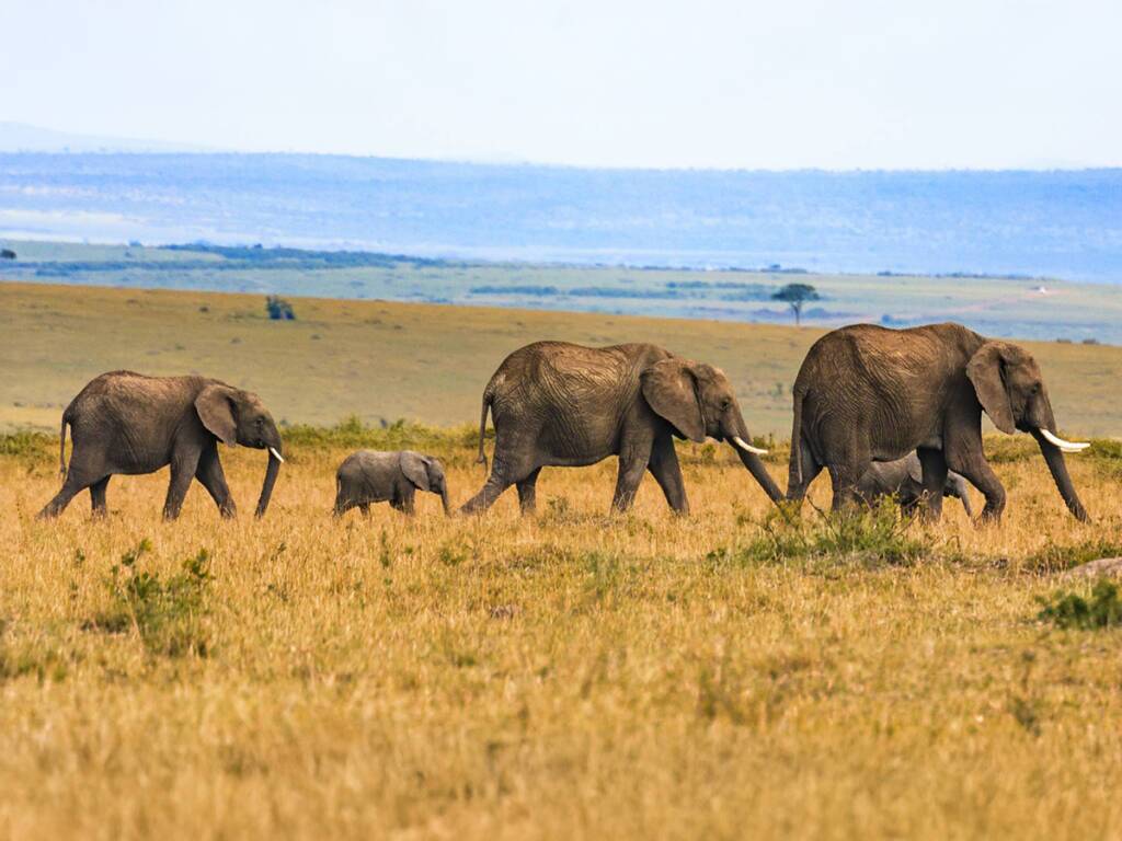 An elephant family in the golden savannah of Serengeti National Park during Tanzania safari 2025-26.