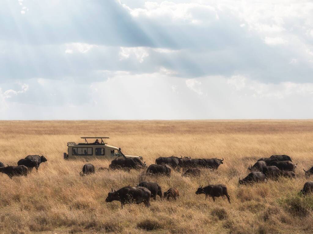 Safari vehicle in Serengeti’s golden plains, surrounded by herds of buffalo.