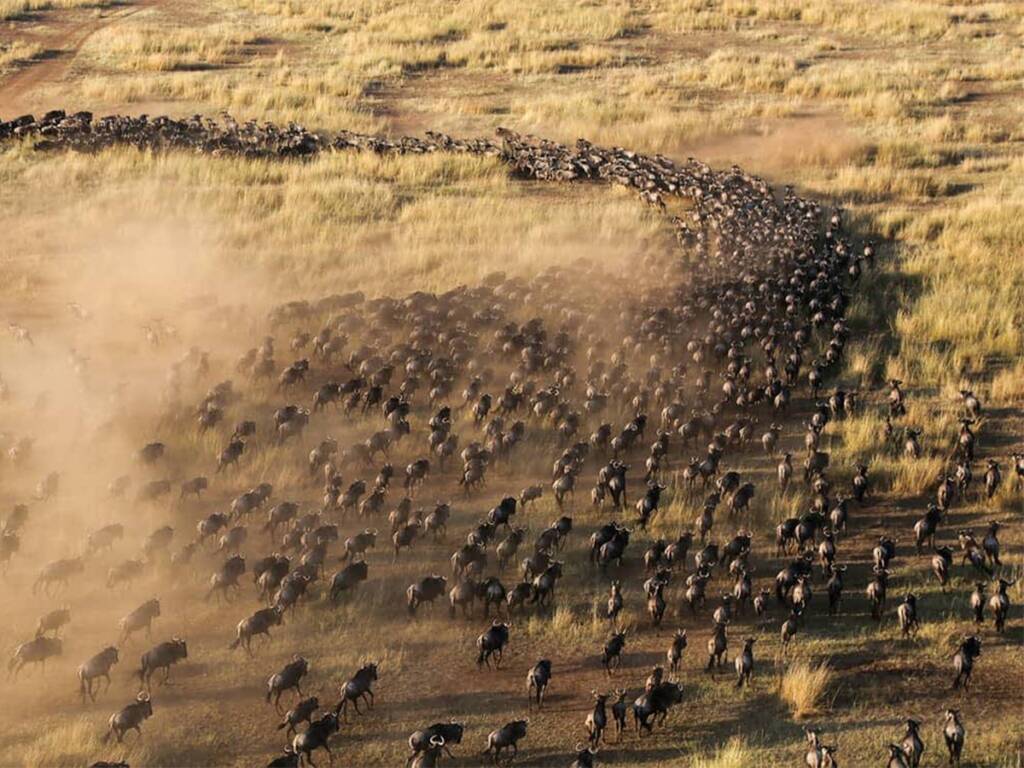 An aerial view of a wildebeest herd moving in the Serengeti during the great migration safari 2025-26. 