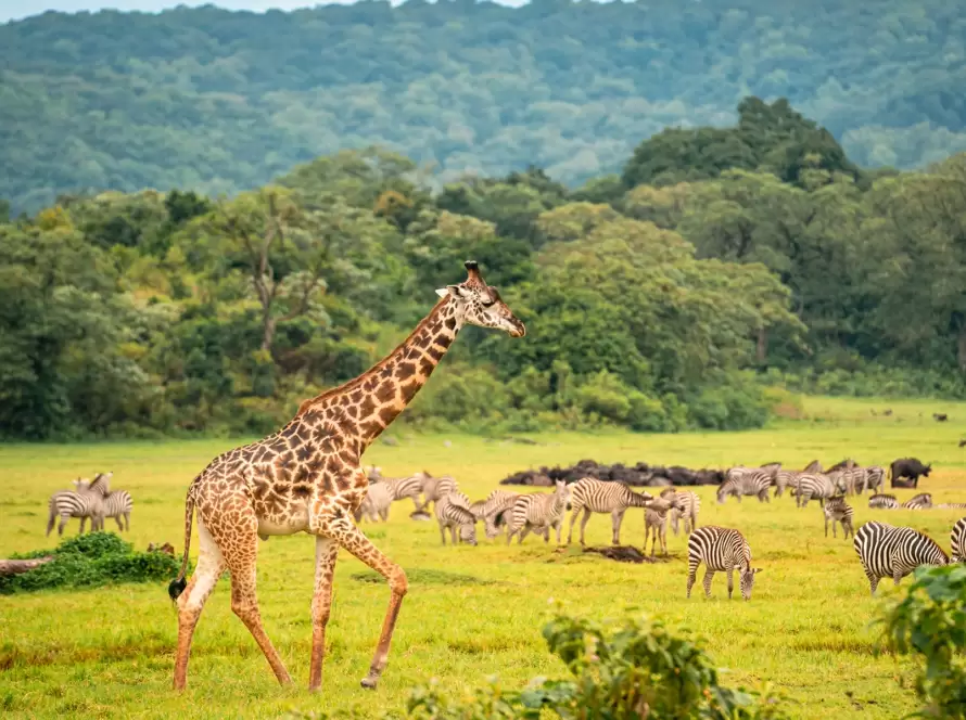 From Treetops to Craters: 8-Day Tanzania Safari