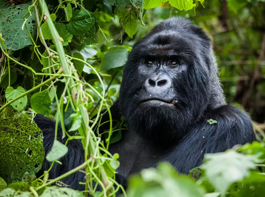 Gnus & Gorillas: Luxury Safari from Tanzania to Rwanda