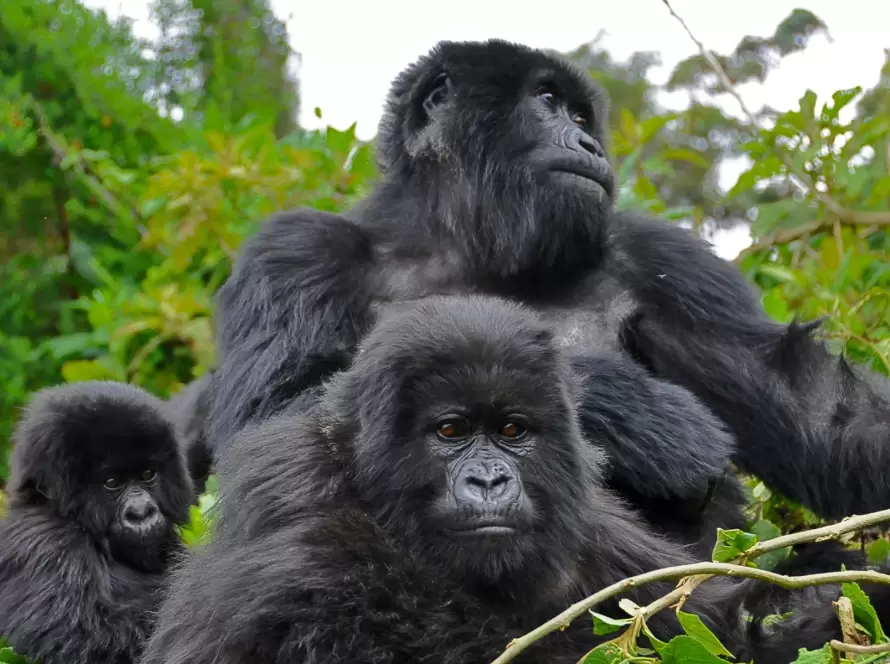 Golden Monkeys, Gorillas & Boutique Stays: Rwanda Journey