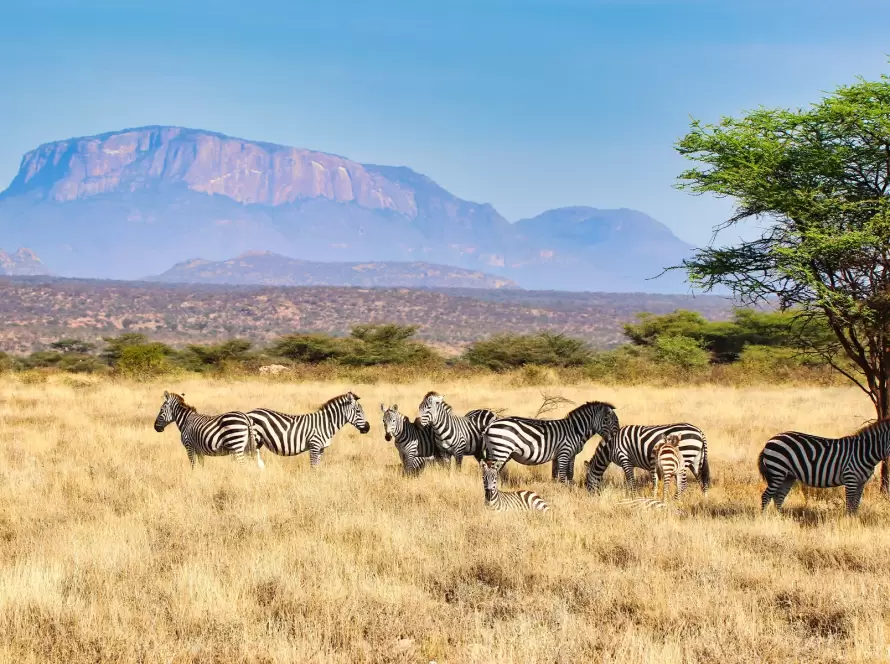 Kenya with Family: Luxury Safari under African Skies